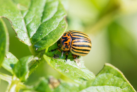 科罗拉多甲虫在夏天的花园里吃绿色的新鲜土豆叶