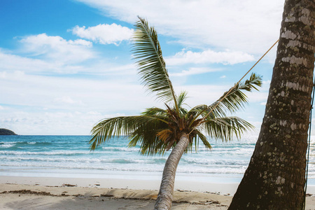 海滩上的棕榈树和天空。