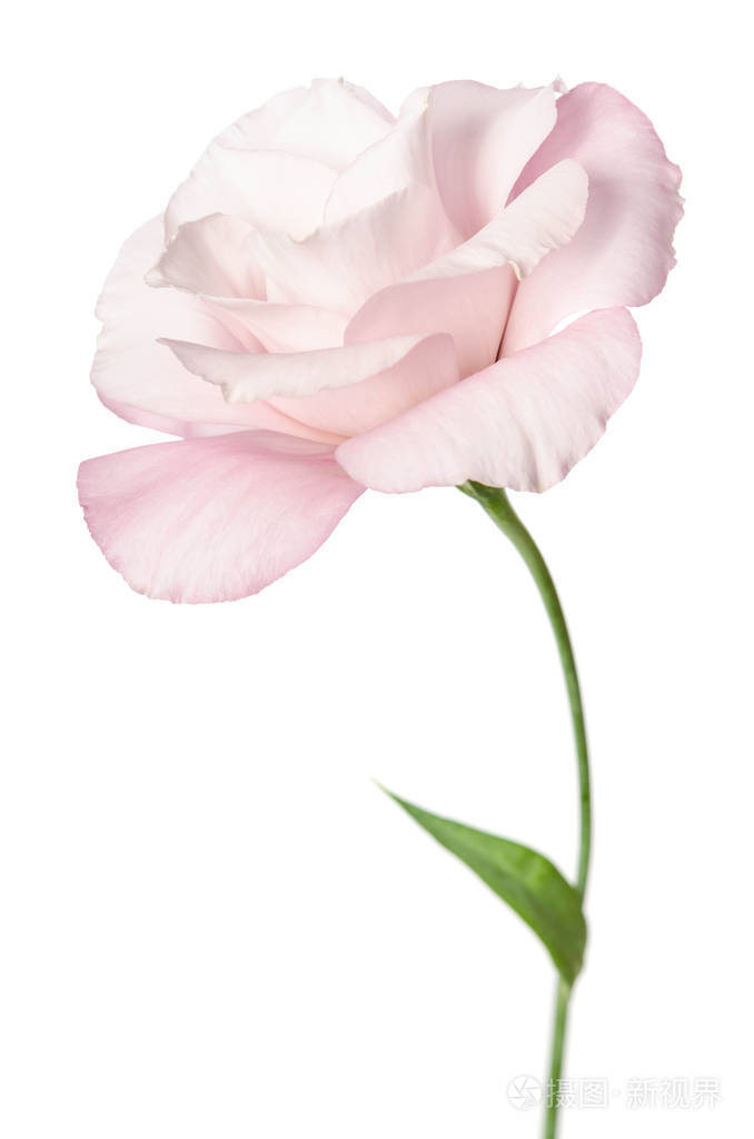 白色背景下分离出来的美丽的eustoma花