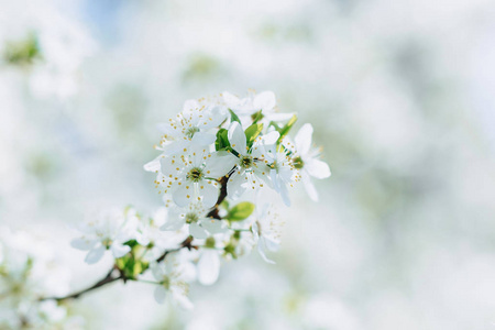 在阳光明媚的春天，白色的苹果花或白色的樱花