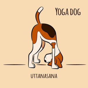 卡通狗显示瑜伽姿势乌坦纳萨纳站前弯曲姿势。 苏亚纳马斯卡拉。 圣礼。 比格矢量插图