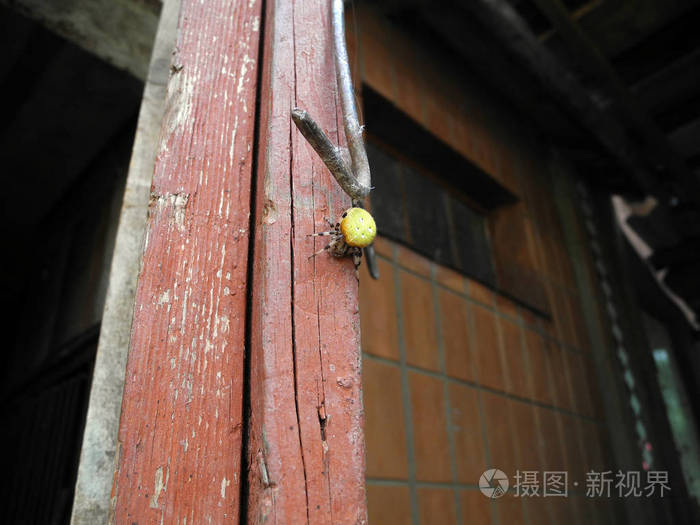 交叉蜘蛛，一个黄色的肚子坐在门的特写上