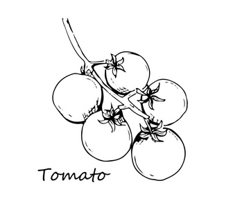 番茄的矢量绘图集。孤立的番茄，切块蔬菜在树枝上。雕刻的风格的插图。详细的素食食品素描。农产品市场