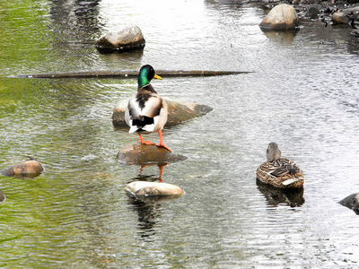 池塘里的一对鸭子