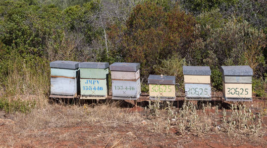 户外自然景观的传统蜂窝蜂窝蜂窝板条箱蜂蜜生产。