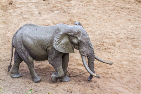  Specie Loxodonta africana family of Elephantidae