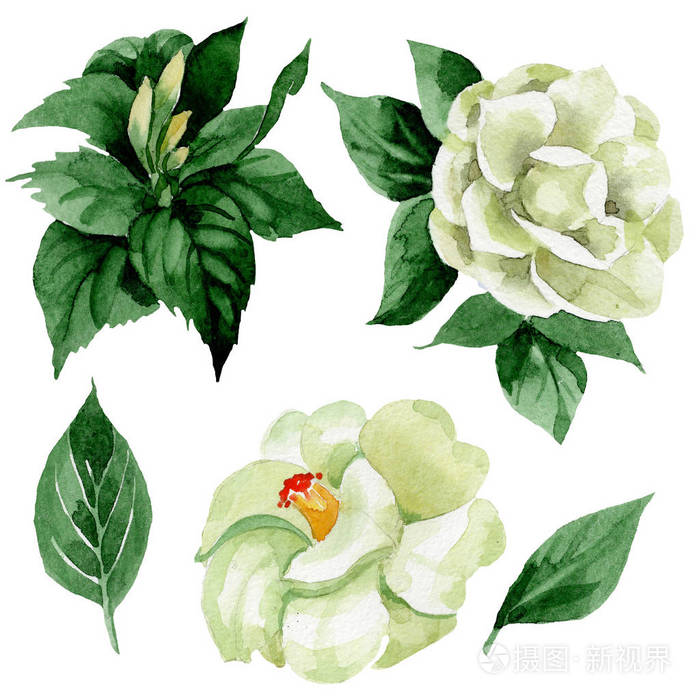 水色白驼花 植物花 孤立的插图元素 背景 纹理 包装图案 框架或边框的野花 照片 正版商用图片13mb7q 摄图新视界 水色白驼花 植物花 孤立的插图元素 背景 纹理 包装图案 框架或边框的野花 照片 正版商用图片13mb7q 摄图新视界