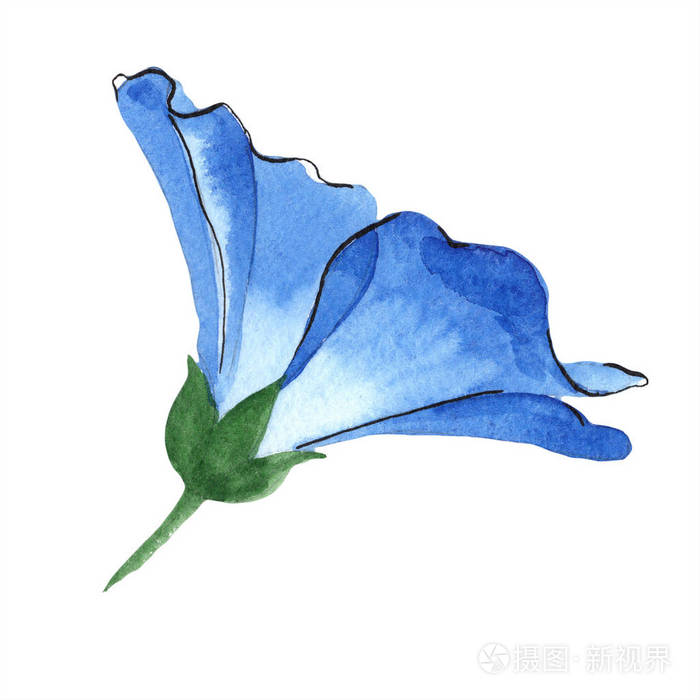 水彩蓝色亚麻花花卉植物花孤立的插图元素背景纹理包装图案框架或边框