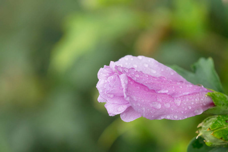 闭着的粉红色花，上面覆盖着雨滴。关闭花园中的闭花。