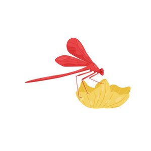 红蜻蜓坐在花上.具有长身体和两对翅膀的小型快飞昆虫.