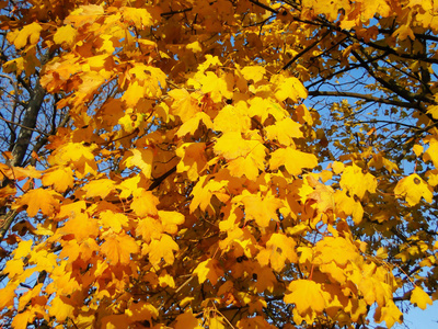 落叶上的黄色颜料，背景是天空的蓝色
