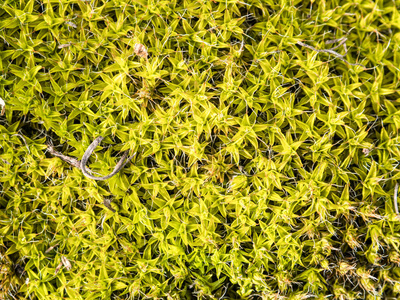纹理的绿色苔藓美丽的苔藓