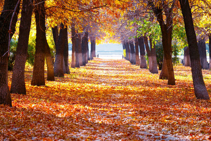 秋天的时候，森林里有一条路和一缕阳光