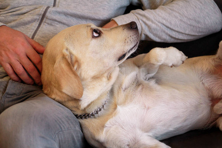 黄色拉布拉多猎犬喜欢和他的主人一起坐在沙发上，抚摸可爱的狗。 主人玩他的宠物概念。 宠物主人和狗在家里躺在人的腿上。