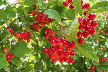 花园里树枝上的红色荚蒾浆果。由太阳背光的绿叶叶子