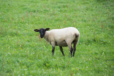 爱尔兰的风景。 放牧的羊