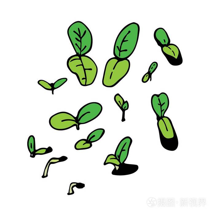 微青菜的向量例证生吃了幼苗幼苗和芽素食和素食主义者生健康食品看法
