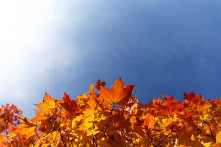 秋天的树叶与蓝蓝的天空背景