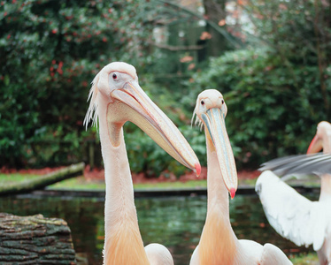  Zoo in The Netherlands