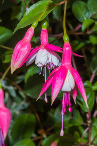 s dangling from the plant