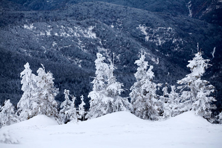 圣诞节和新年背景，山上有冬天的树，覆盖着新鲜的雪魔法节日背景