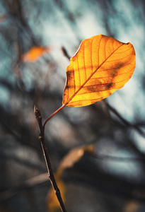 秋天的自然背景在树枝上最后一片叶子变黄
