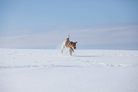 快乐的狐狸在雪中奔跑