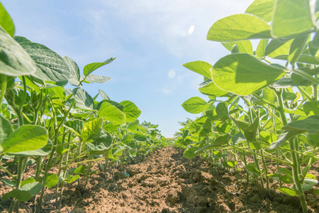 有大叶的年轻绿色大豆植物生长在田间.照片