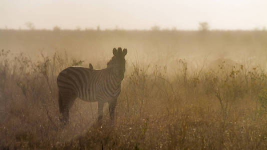  Specie Equus quagga burchellii family of Equidae