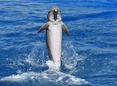 水族馆里水中的海豚