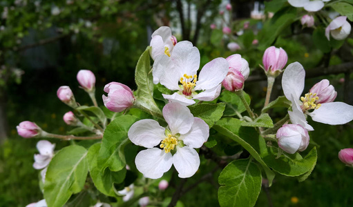 春天盛开的苹果树的枝条，有美丽的花朵