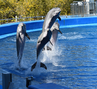 水族馆里水中的海豚