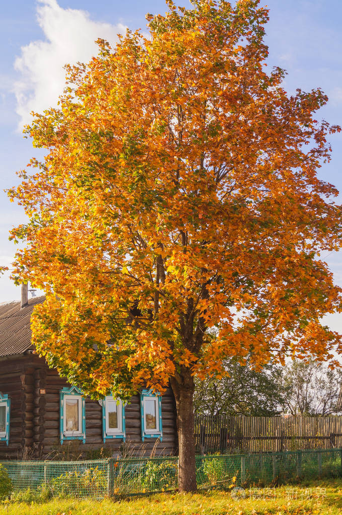 红橙秋天在木房子前面的枫叶树的彩色叶子