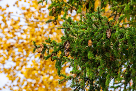 近景松树绿色枝条，黄叶背景上有棕色锥。 美丽多彩的背景。