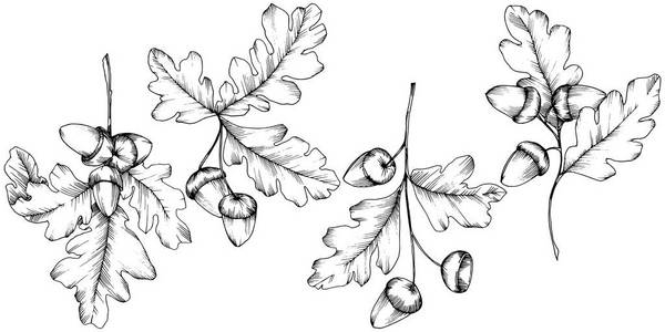 矢量秋季橡木叶。 叶植物植物园花叶。 孤立的插图元素。 背景纹理包装图案框架或边框的矢量叶。