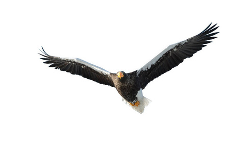 s sea eagle in flight isolated on white background. Scientific n