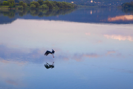 飞鹳飞越湖水