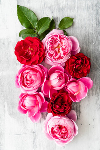 漂亮的粉红色玫瑰近在咫尺图片