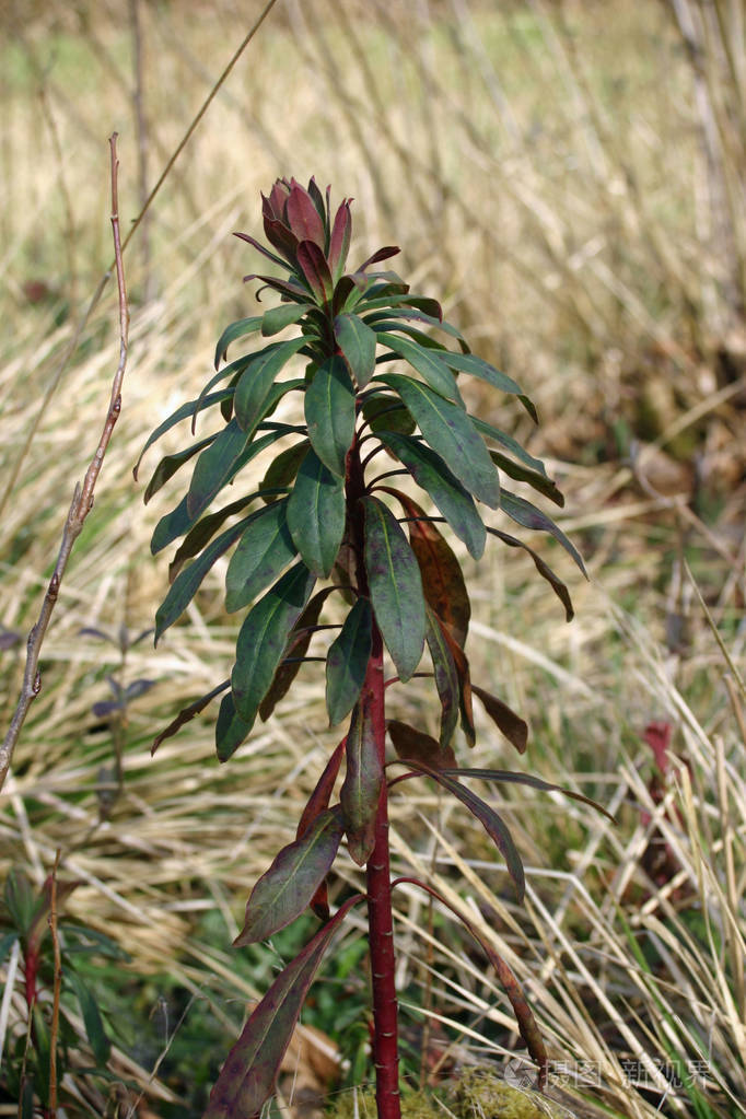 木刺(杏仁戟属),红色的斑点,叶子开始生长在一个春天的林地,背景是