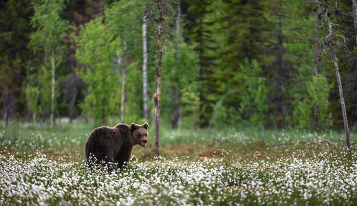棕色熊在白色花朵中的森林背景上。 夏季季节