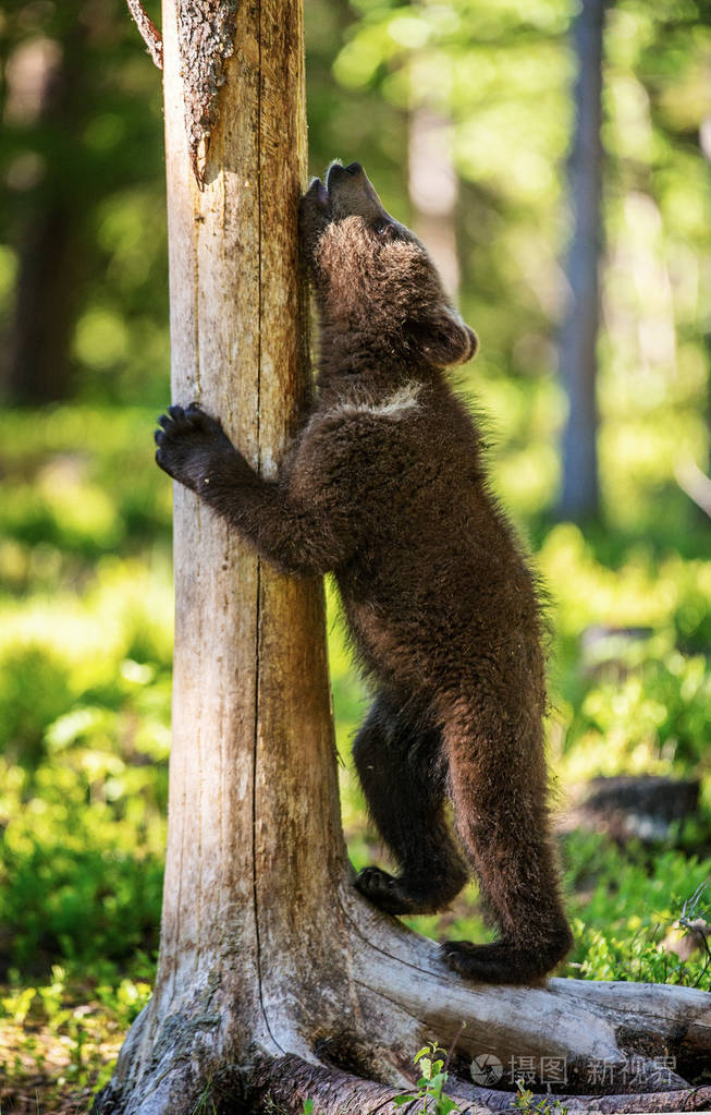 棕色熊崽爬树. 自然栖息地. 在夏天的森林里. 证书名称:ursusarctos.