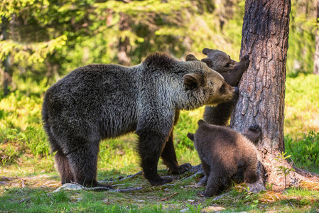 棕色熊和幼崽在夏天的森林里。 科学名称ursusArctosArctos。 自然栖息地。