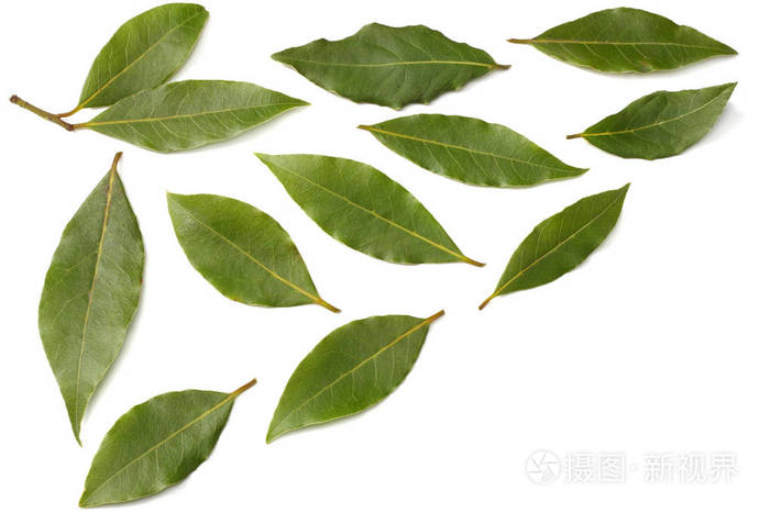月桂树叶隔在白色背景的俯视图上照片 正版商用图片13mqqn 摄图新视界