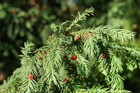 常青树特写.红豆杉树.绿色自然图案.荆红豆杉摄影图