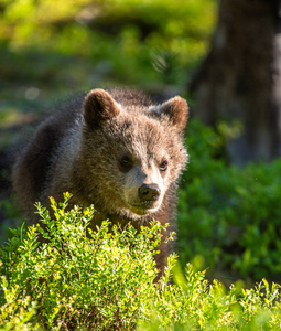 棕色熊幼崽在夏天的森林里。 科学名称ursusArctos。 天然绿色背景。 自然栖息地。