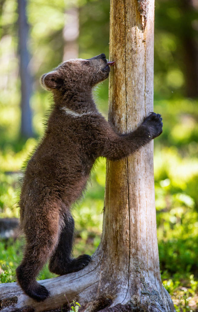 熊崽站在他的后腿上舔一棵树自然栖息地在夏天的森林里证书名称ursus