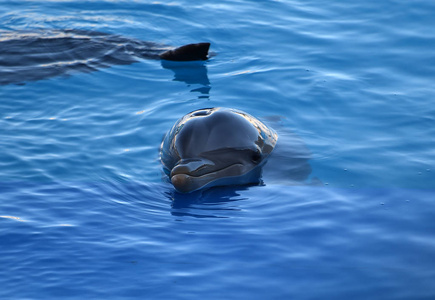 水族馆里水中的海豚