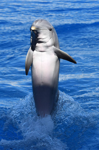水族馆里水中的海豚图片