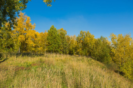 五颜六色的秋天森林在九月阳光明媚的日子。 把黄色和橙色的叶子放在树上。