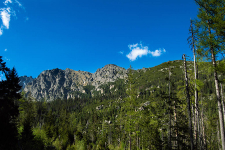 阳光明媚的松树和岩山